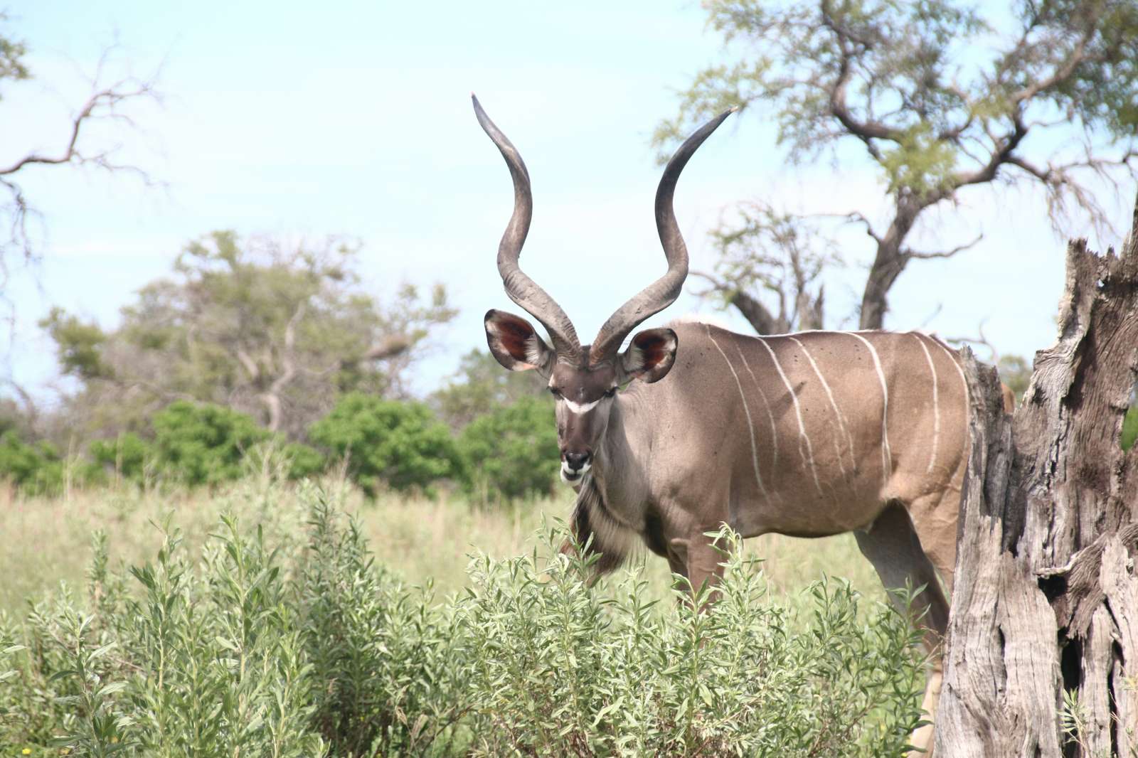 Tootabi Hunting Safaris - The Art of Kudu Hunting Main